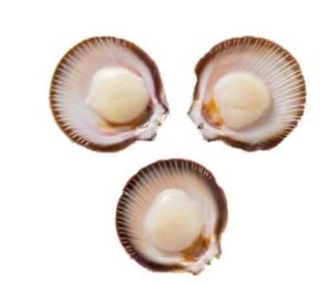 ScallopsHalf-Shell-Roe-OFF-Queensland-10dozen-(130663)